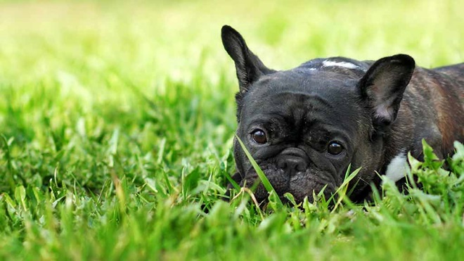 french_bulldog_lying_on_grass
