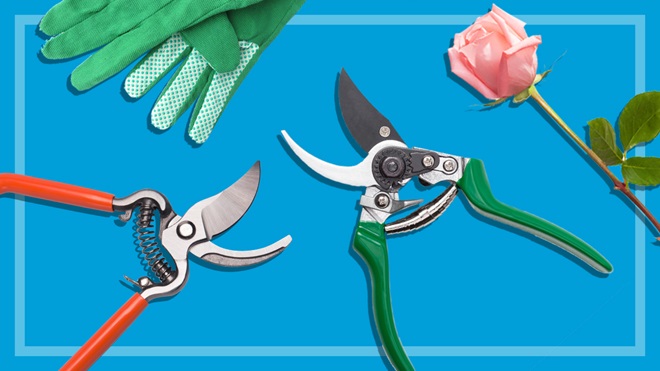 secateurs, gloves and a rose on a blue background