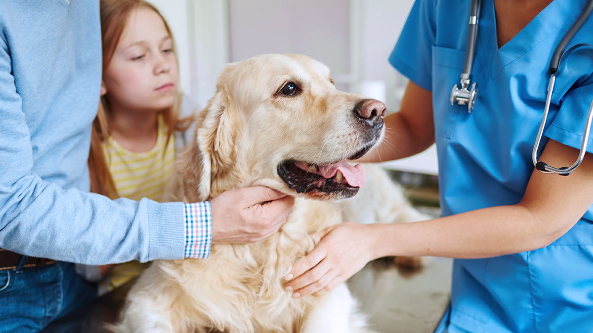 Pros and cons of pet insurance | CHOICE