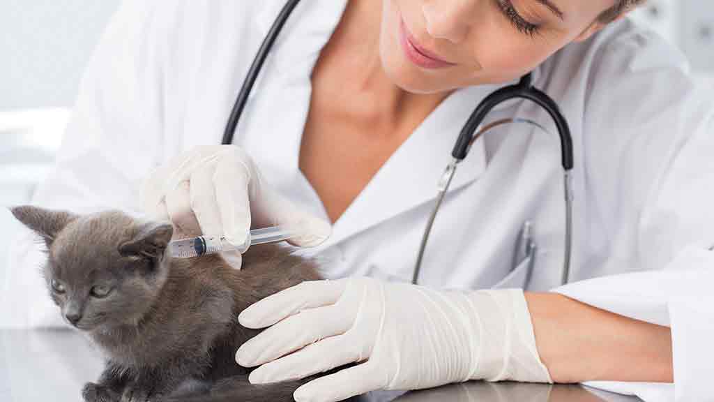 Pet vaccination Health CHOICE