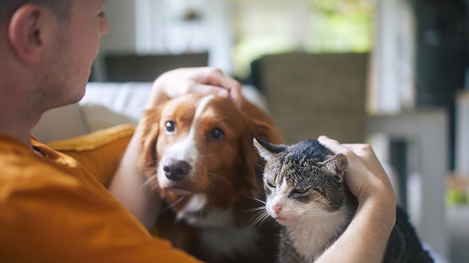 pet owner stroking his old cat and dog