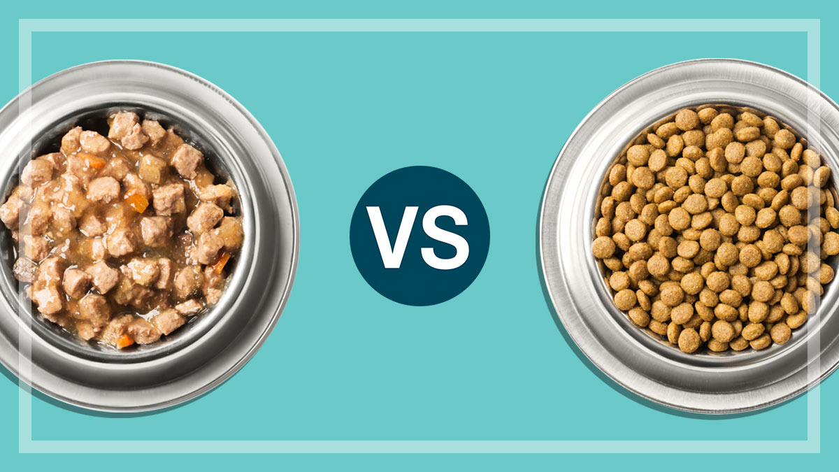 Which is the best dog food or cat food wet or dry? CHOICE