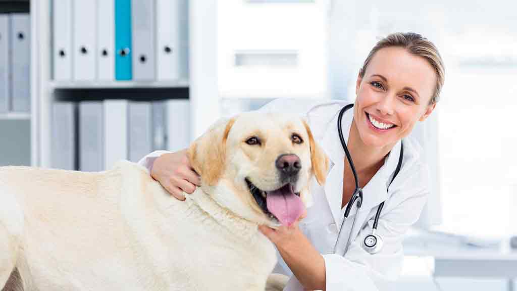 Pet health tips, advice and product buying guides | CHOICE