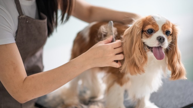 How to remove pet hair from your home (and clothes)