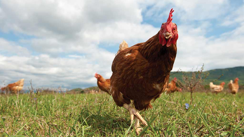 Are your eggs really free-range?