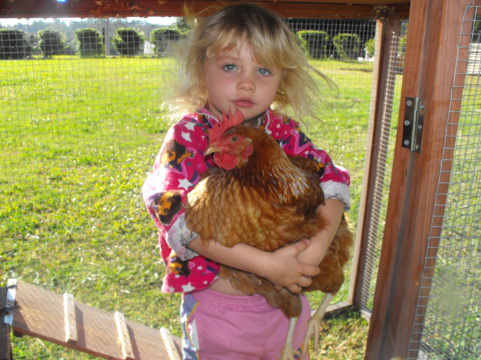 summer with the chicken