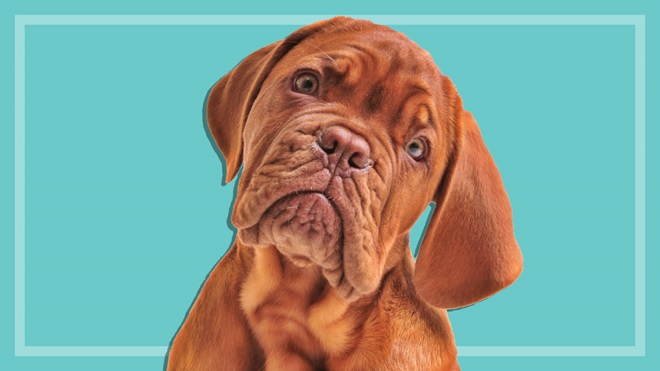 cute dog on teal background pet scams