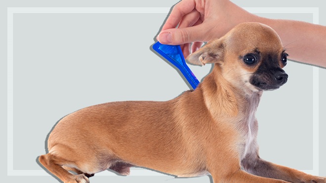 V. Best Parasite Control Practices for Chihuahuas